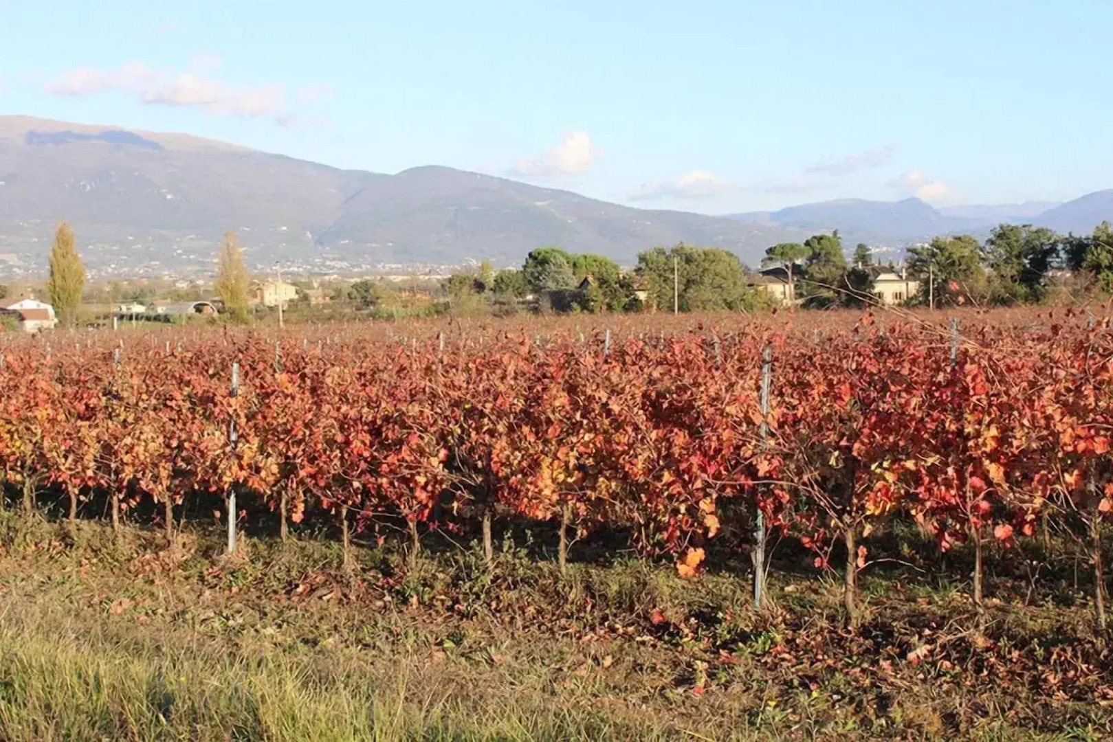 Società Agricola F.lli Angelucci