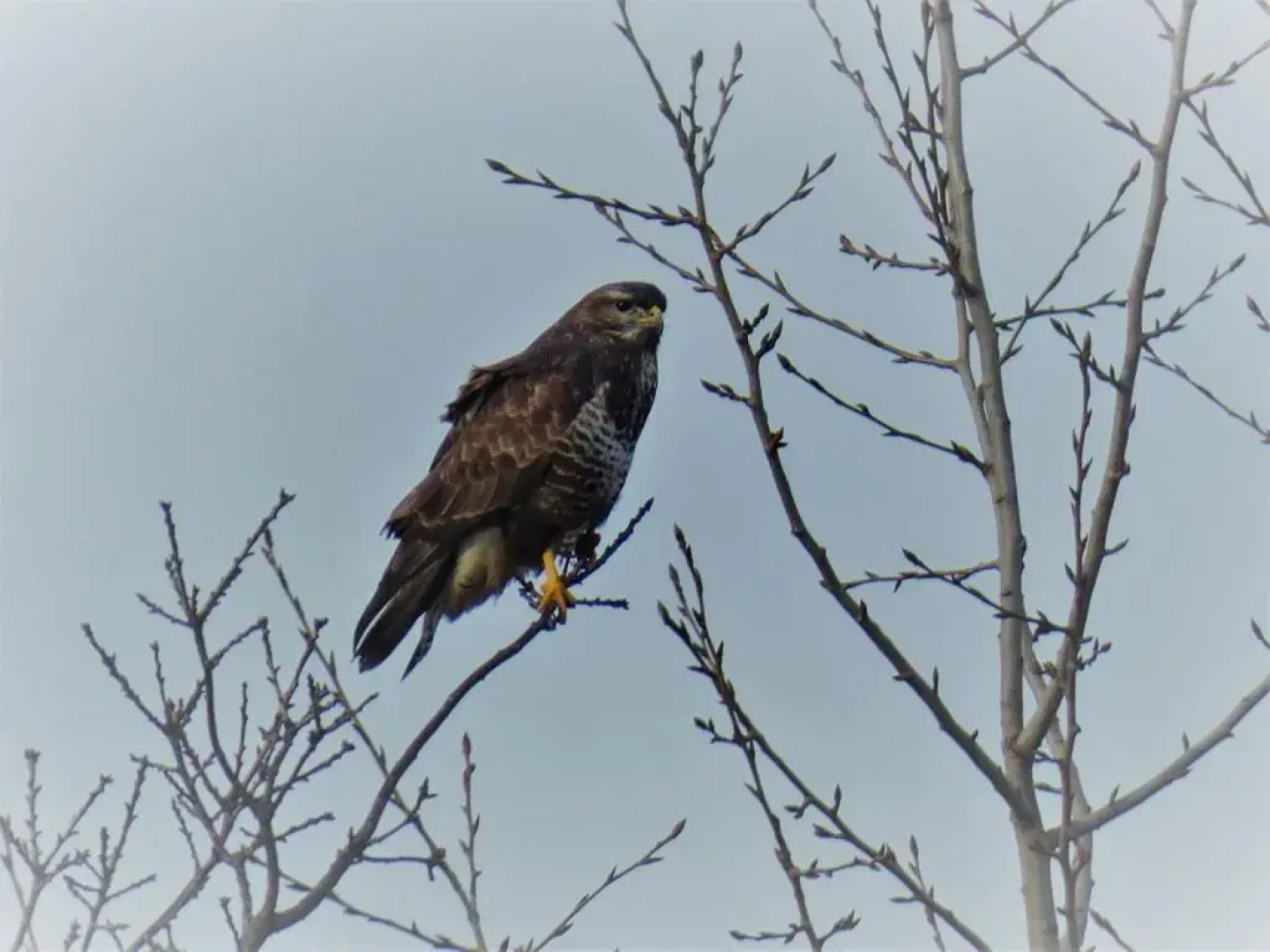 Ferienhaus mit 2 FeWo in Mecklenburg