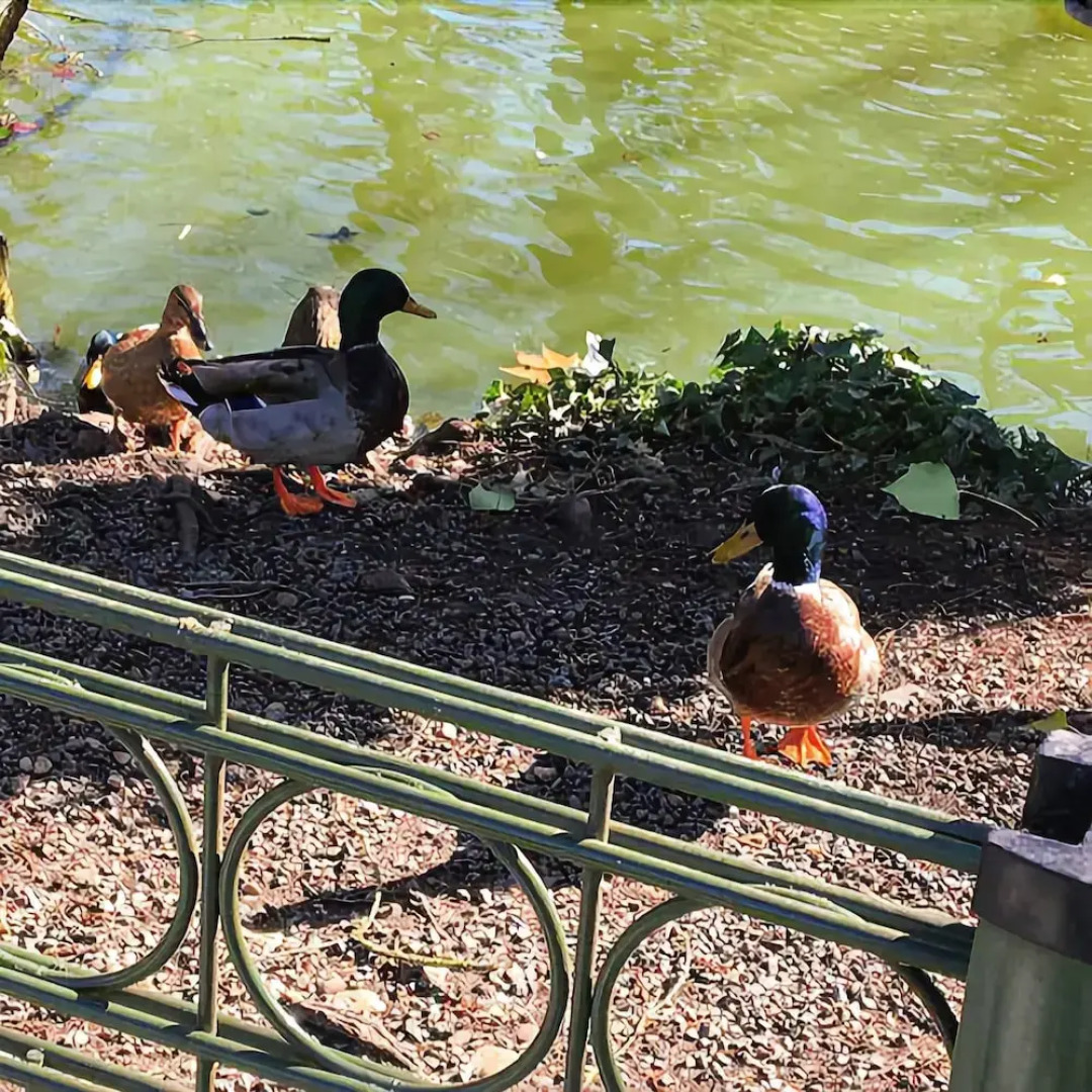 Hôtes de Saint Emilion