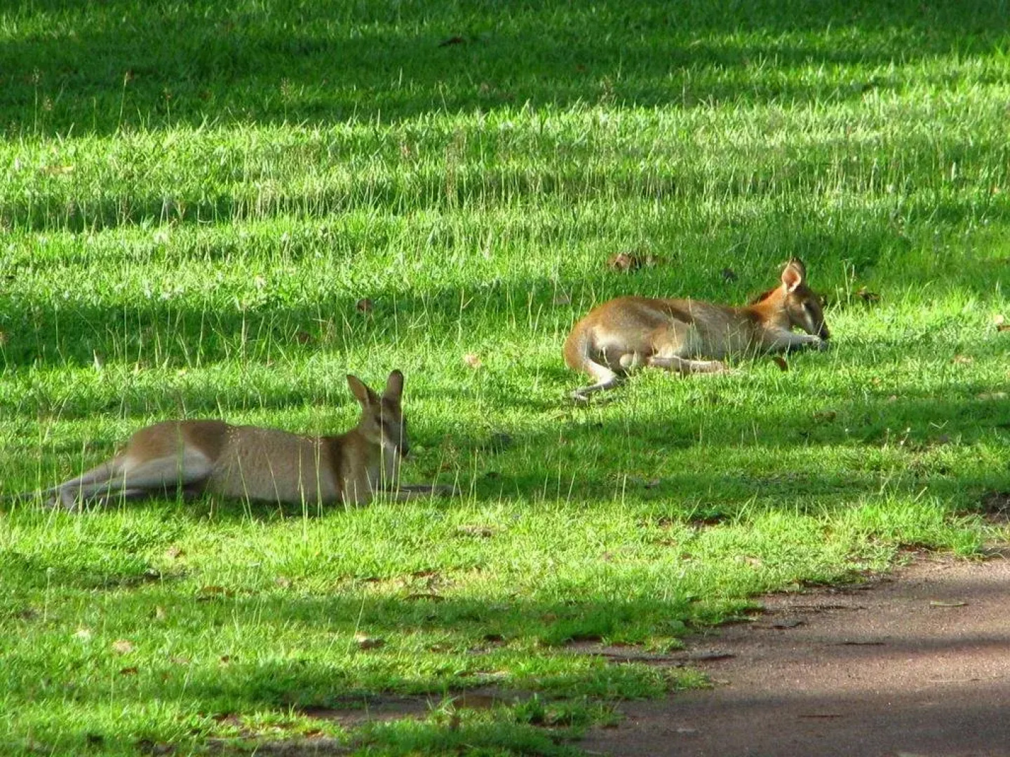 Corroboree Park Tavern