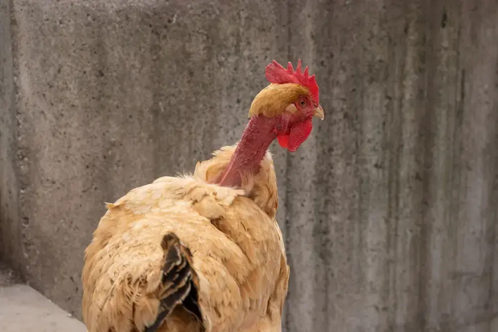 Agriturismo Pozzo Fiorito