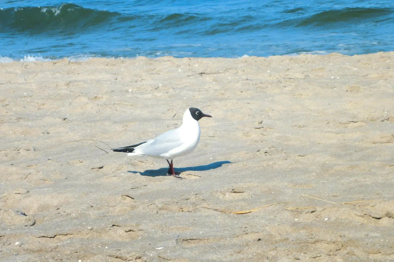 Residence Seestern, Boltenhagen
