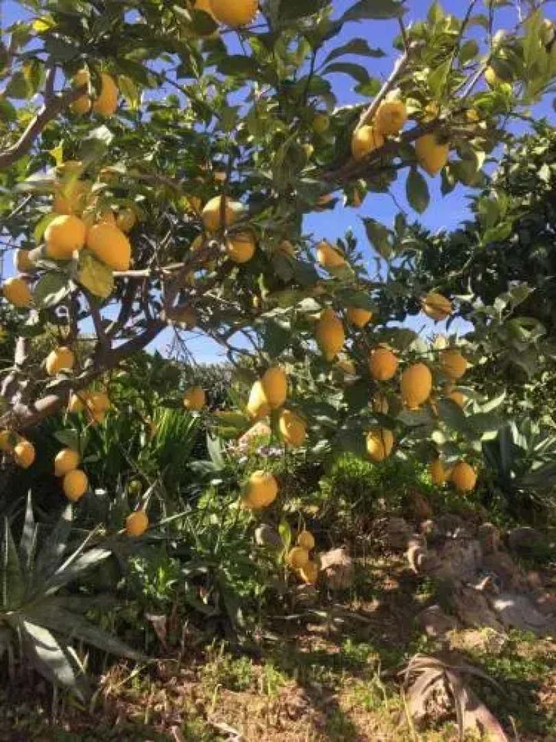 Casa Oléandro by Flo