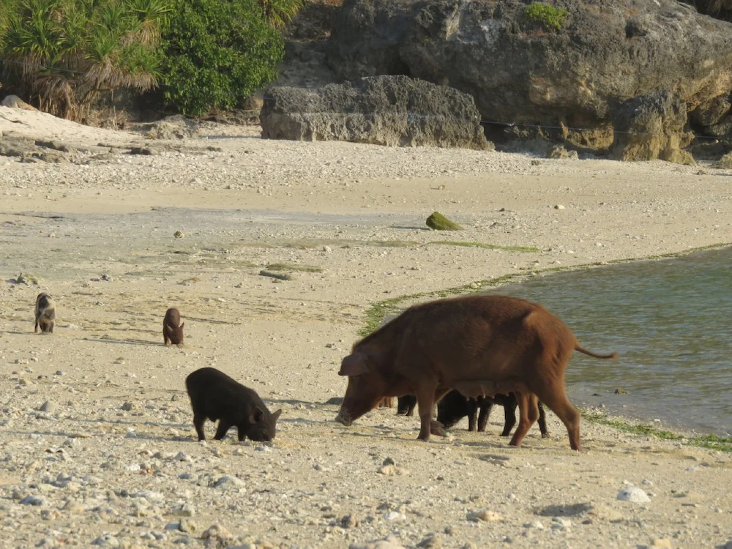 Utopia Rote Lodge