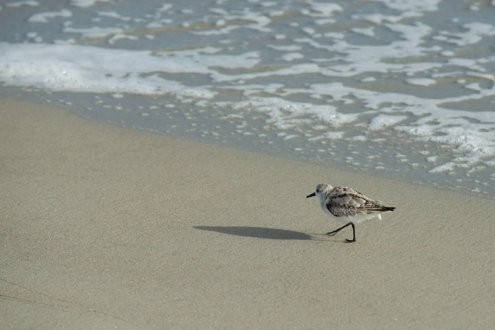 Sand Castle Resort by Patton Hospitality