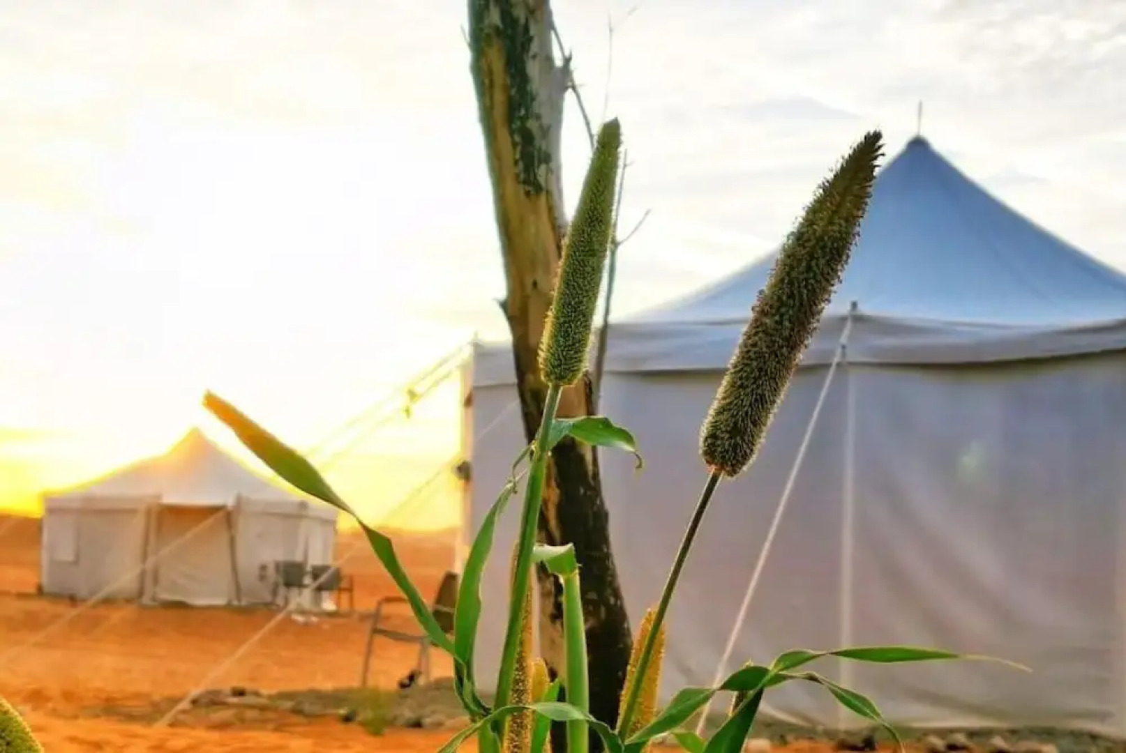 Alsarmadi Desert Camp