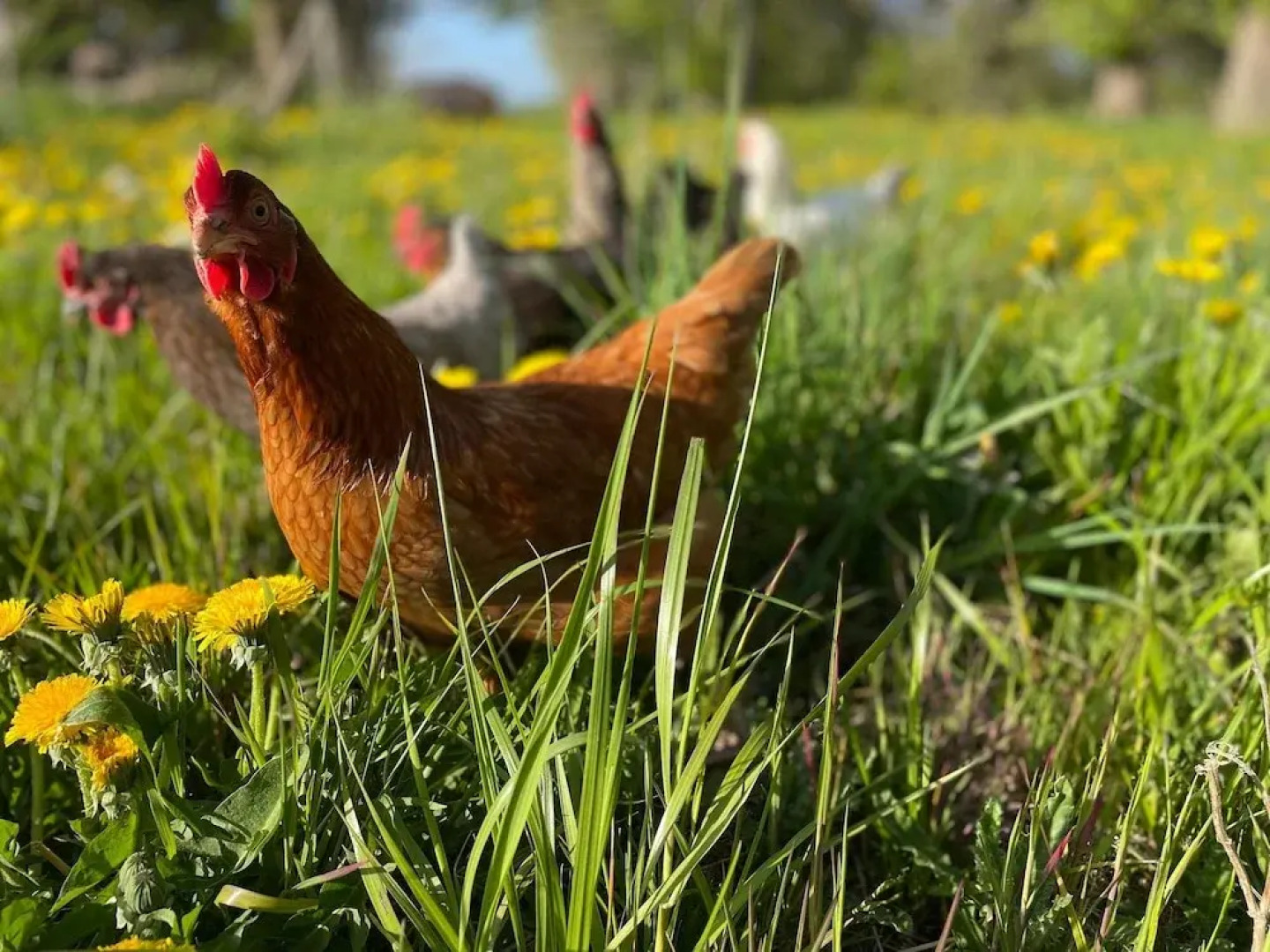 Apartment Near Saaler Bodden Lagoon