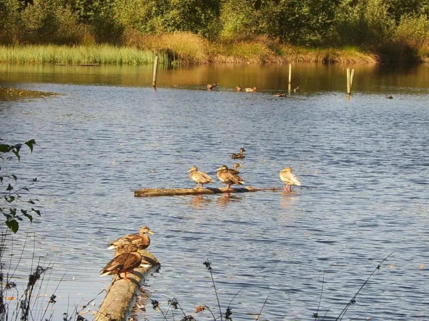 Vakantiepark Witterzomer