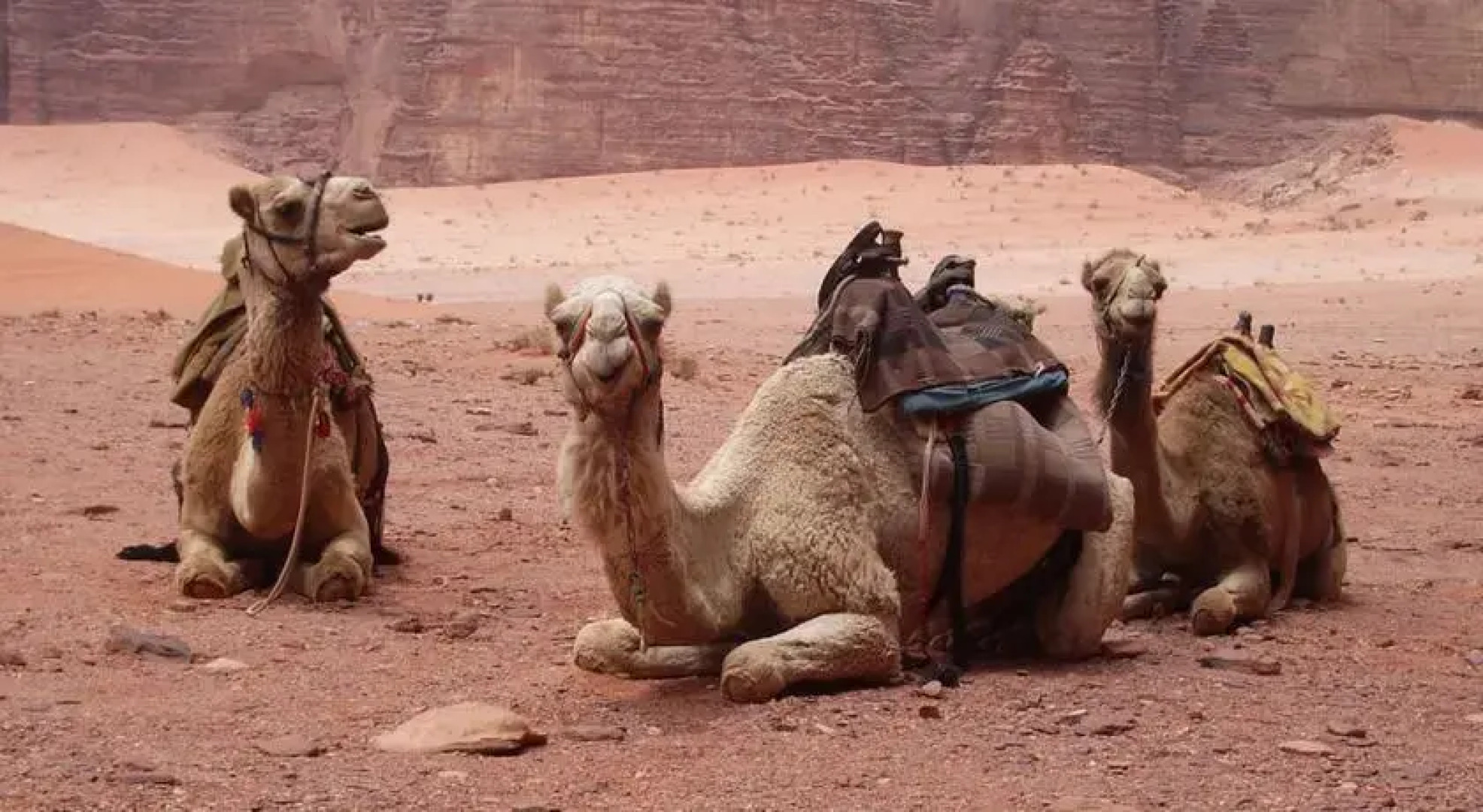 Wadi Rum Discovery