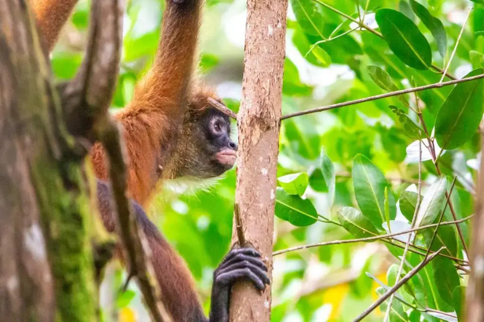 Palapa Hut Hostel & Camping