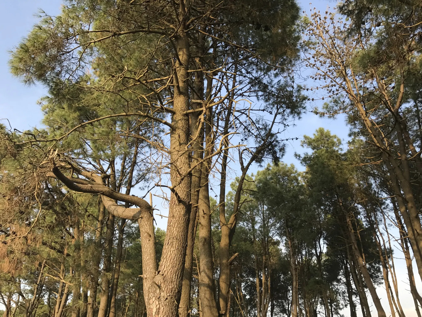 Отель Simple Pleasures Шекветили