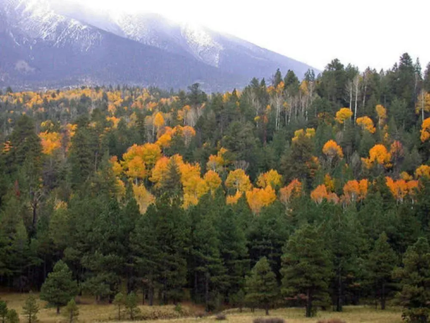 Elden Trails Bed and Breakfast