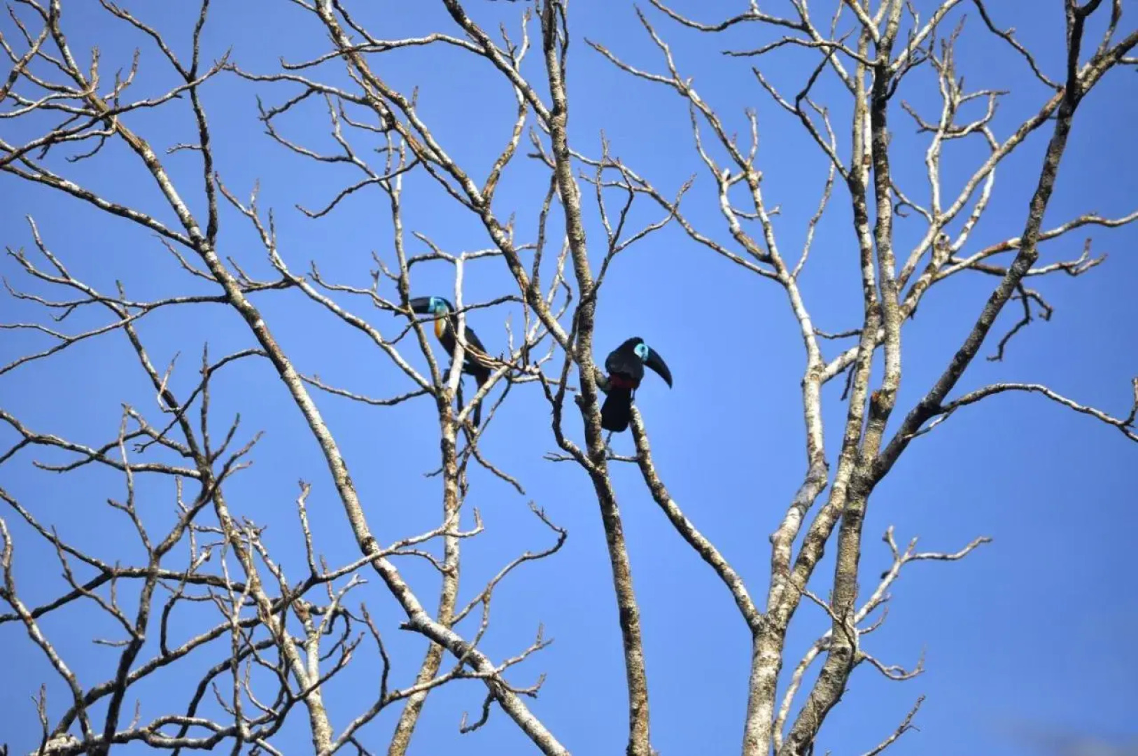 The Leatherback Lodge