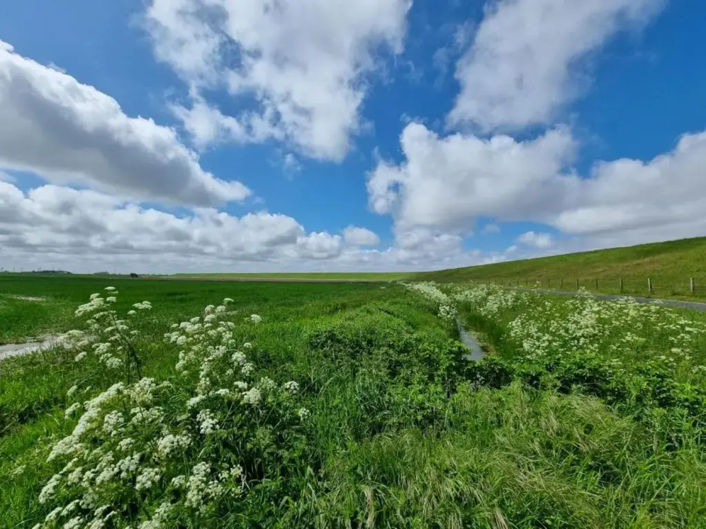 Ferienhaus "Drosselgasse 8"