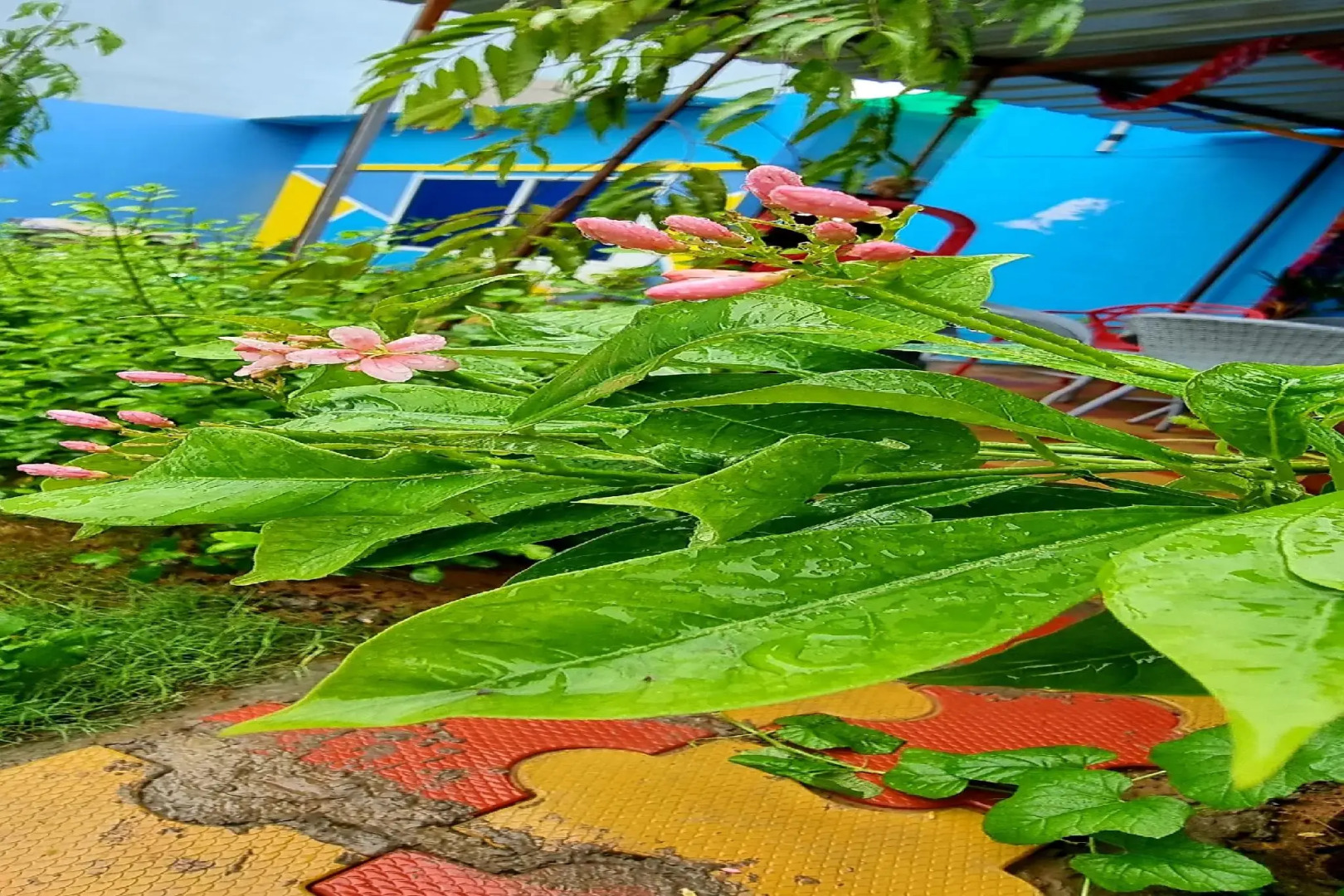 OYO Home 82477 Drishyam