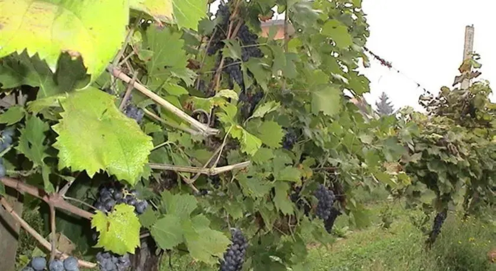 Argo Bed and Breakfast