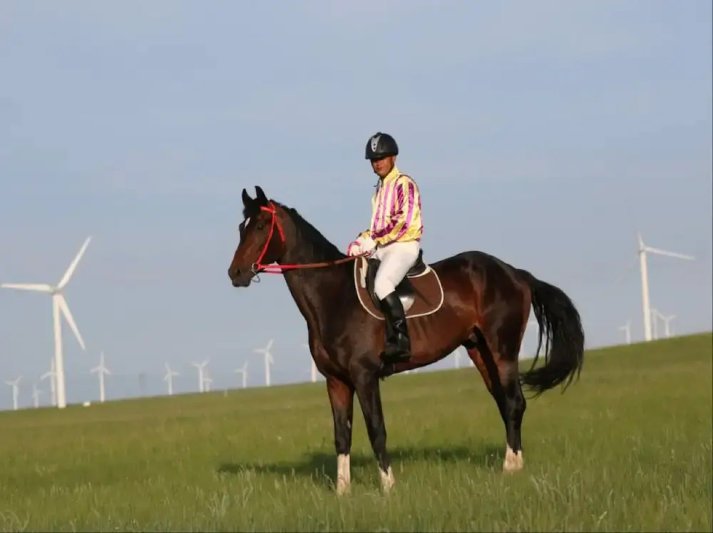 Xilingol Auspicious Horses