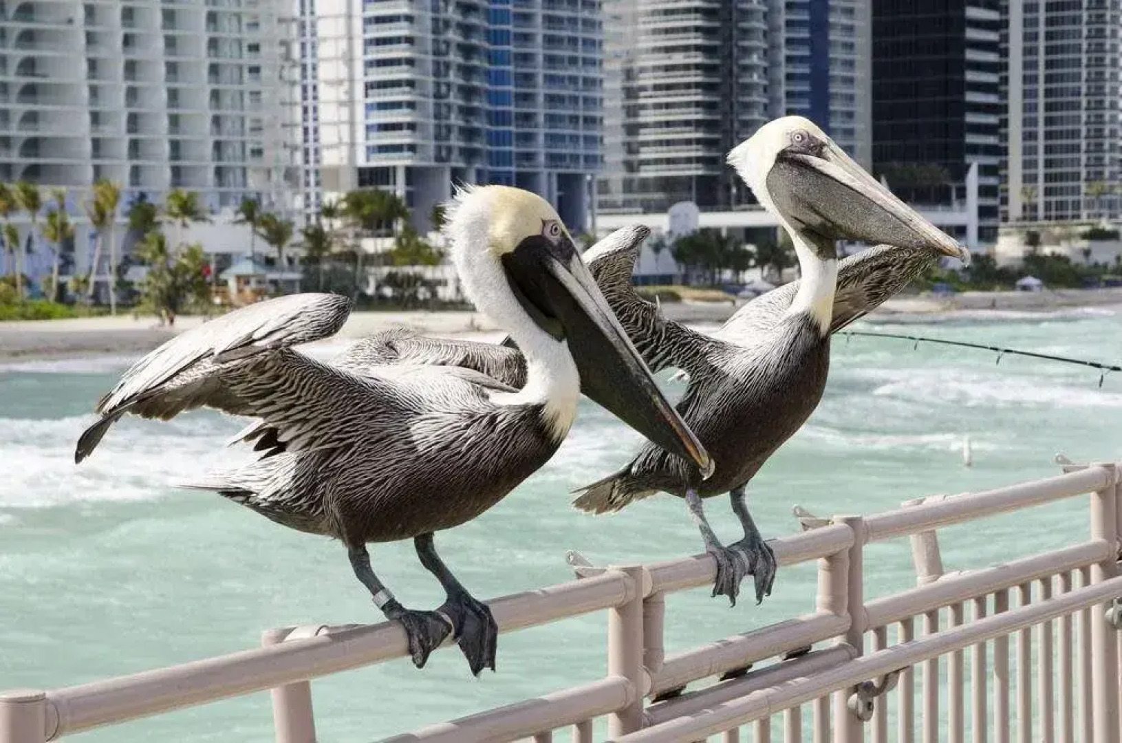 Intracoastal Yacht Club