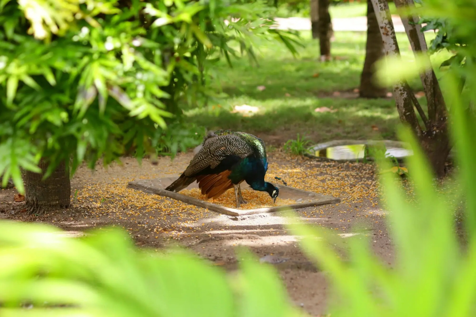 Hotel Cocoliso Island Resort