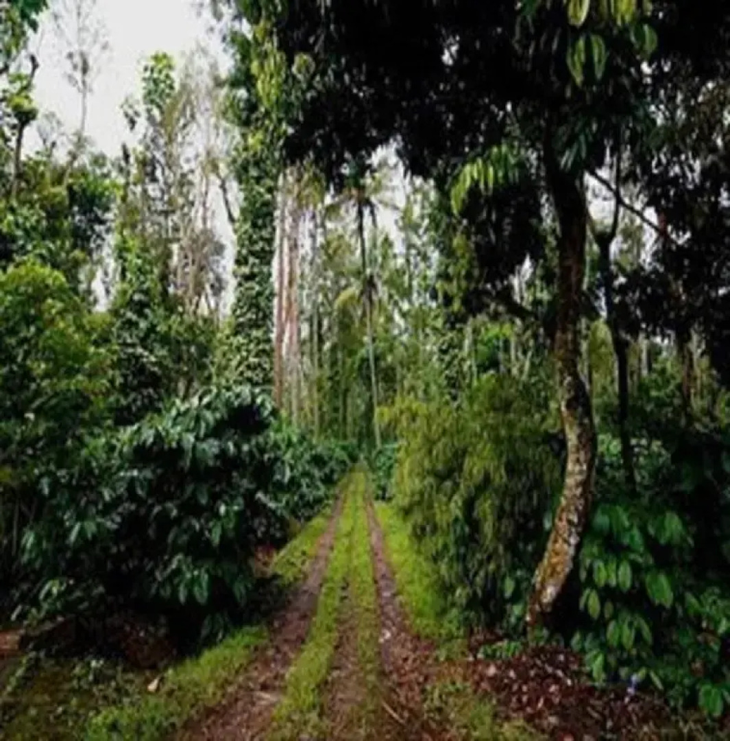 The Outback Coorg Estate by StayApart