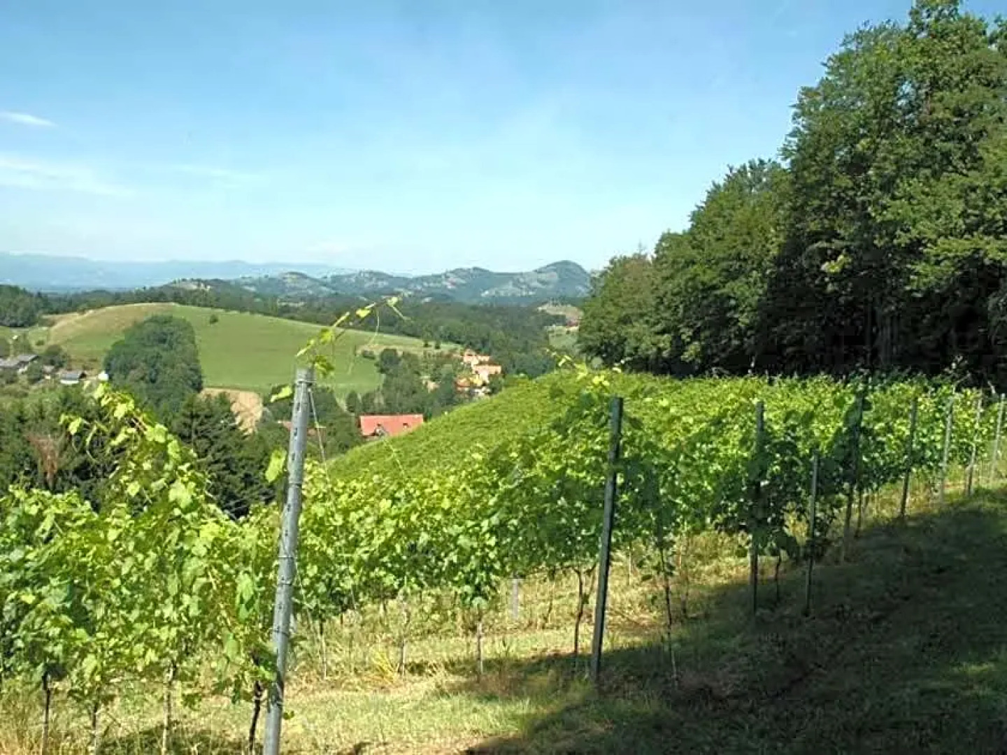 Weingut Schatz