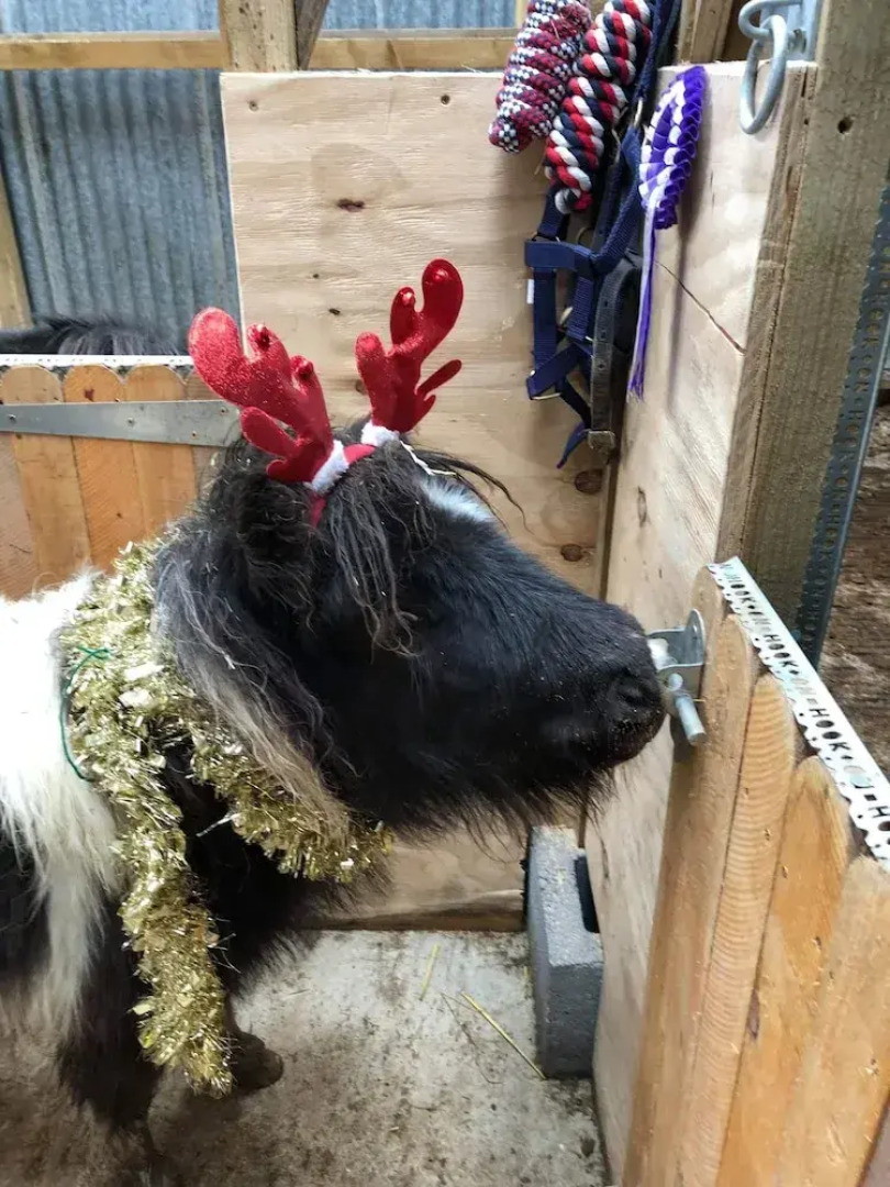 Ruby Shepherds hut Sleeps 4