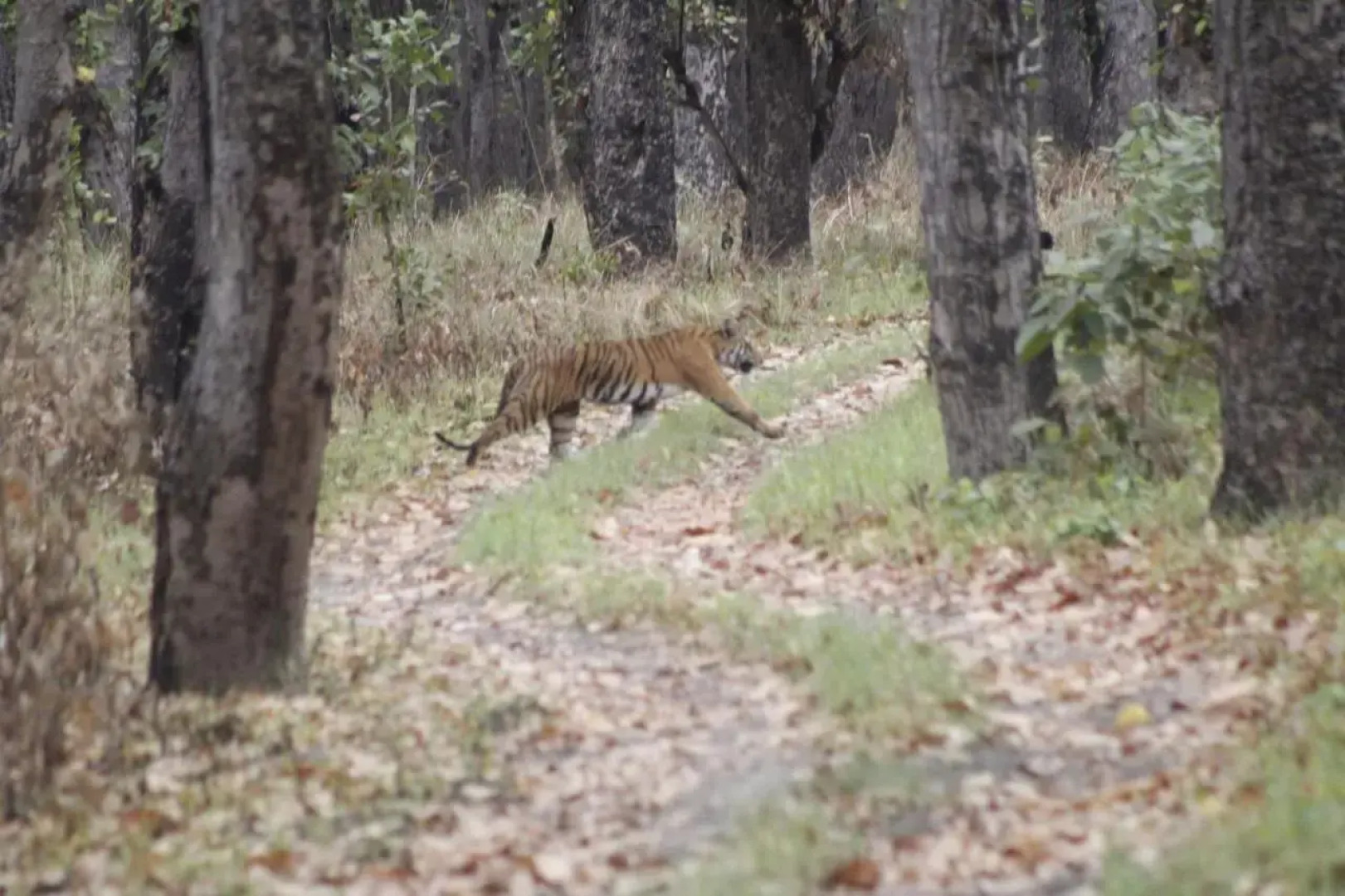 Suklaphanta Jungle Cottage