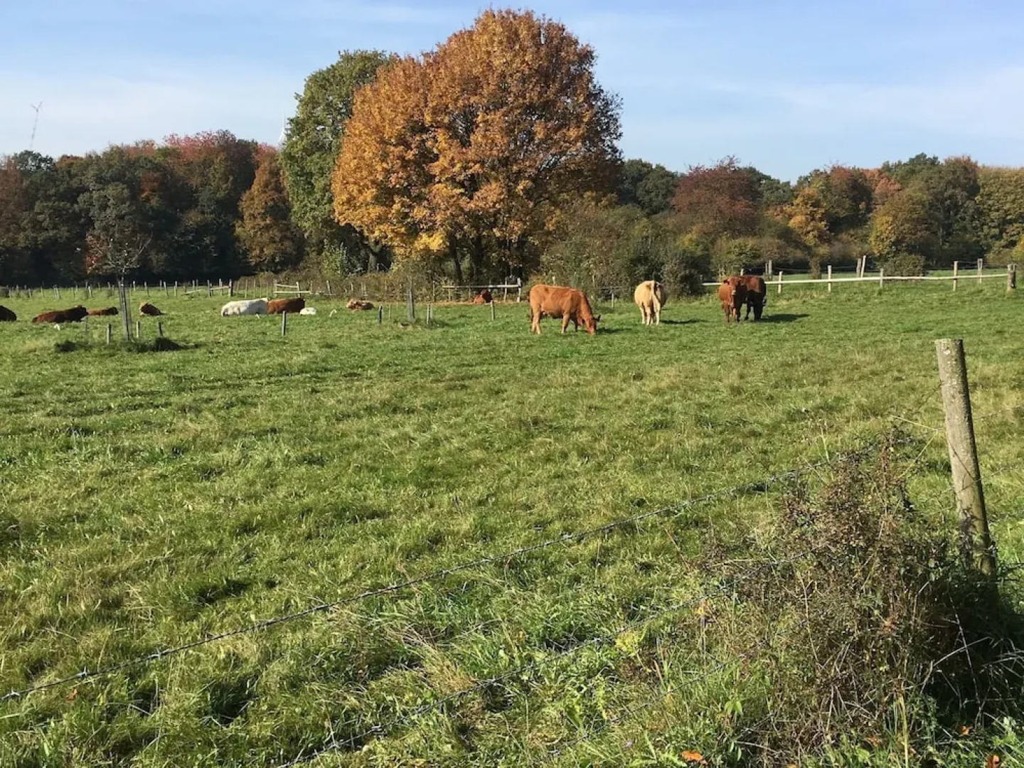 Apartment in Ellar With Garden