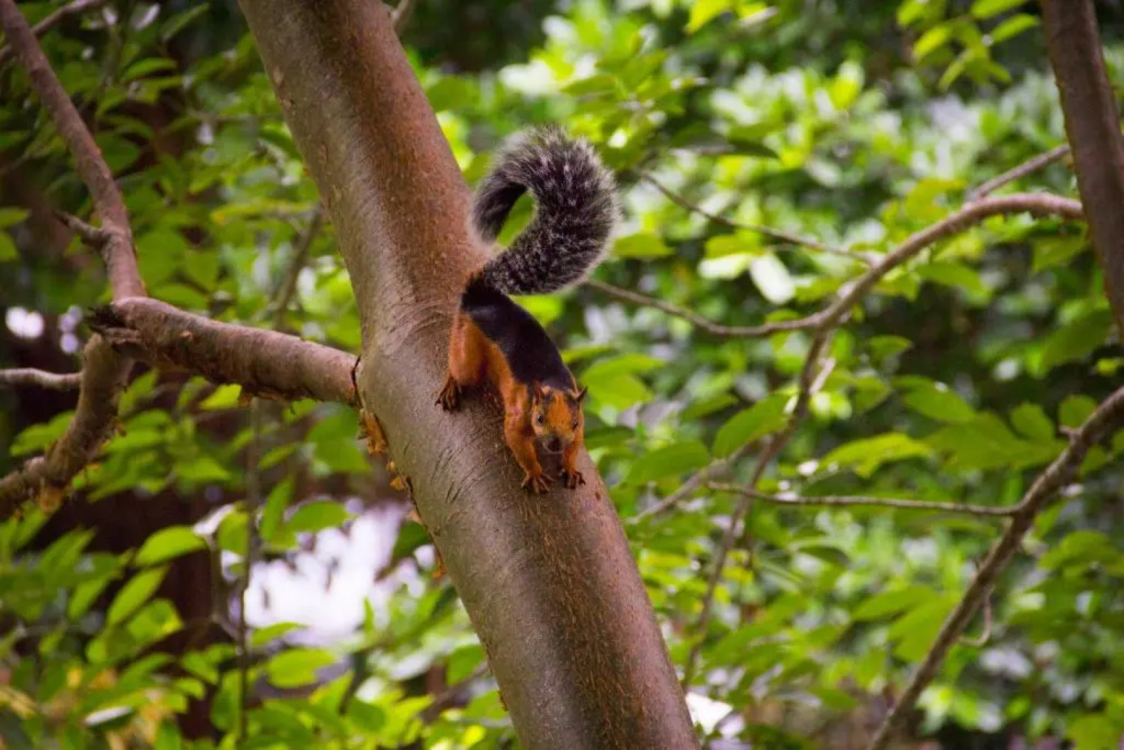 Pura Vida Mini Hostel Santa Teresa