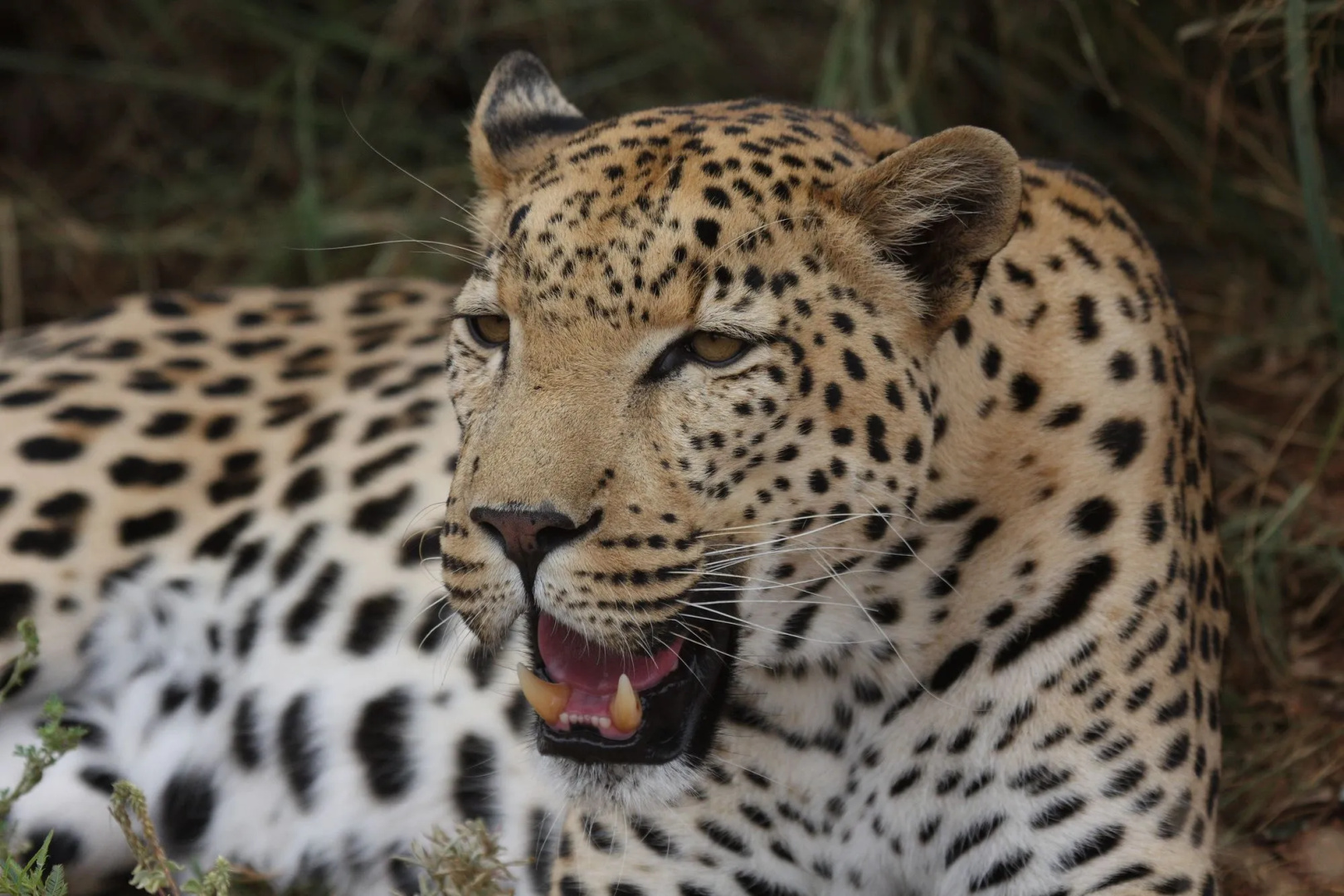 Tshukudu Game Lodge