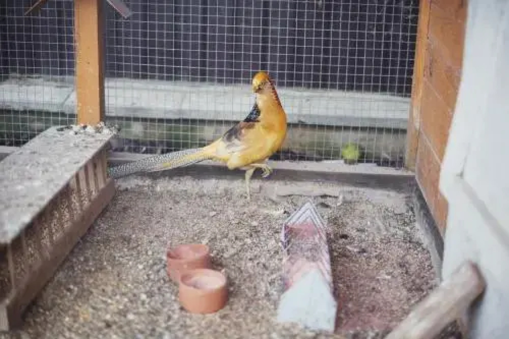 Complex Zolota Pidkova