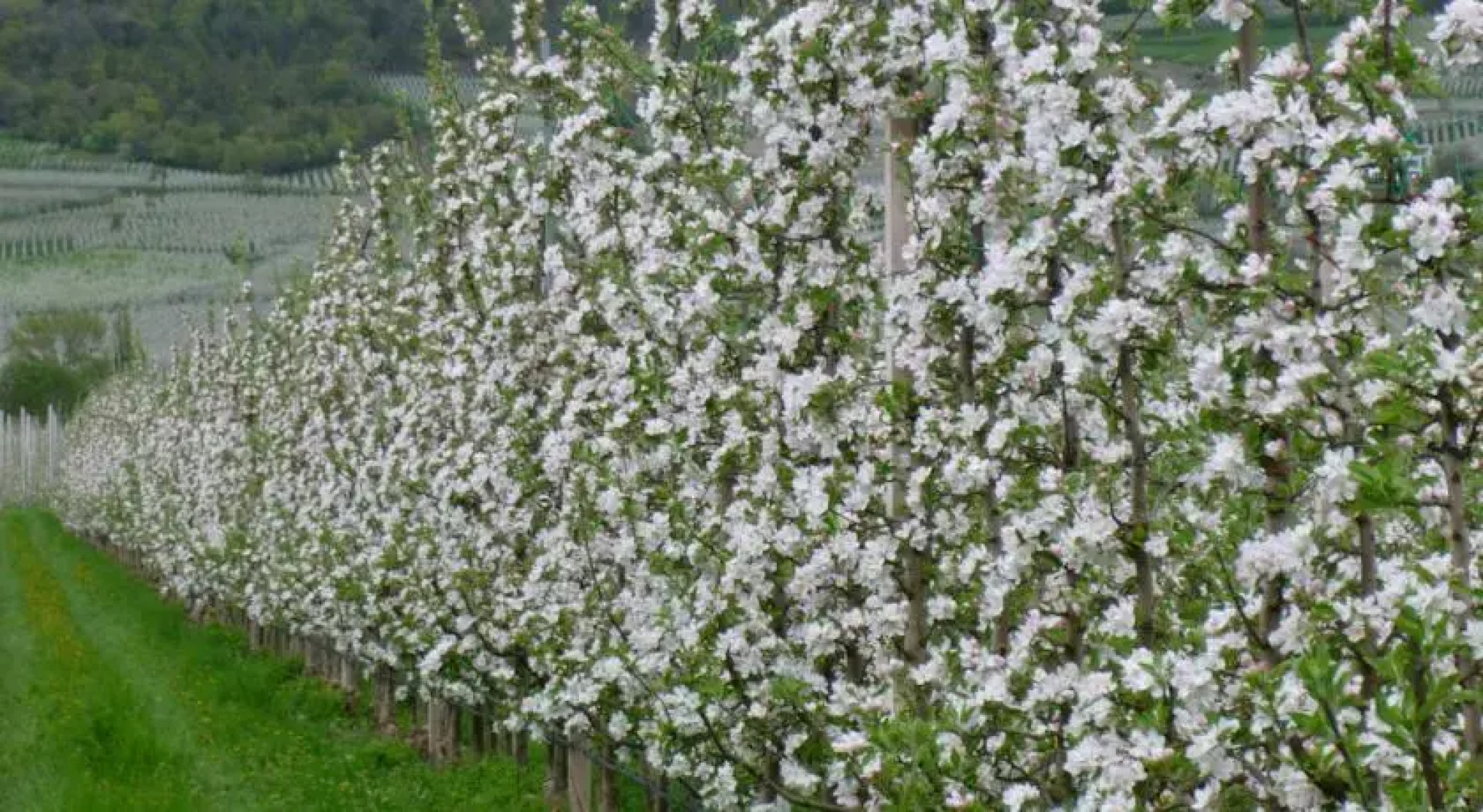 Garni Appartements Feldhof