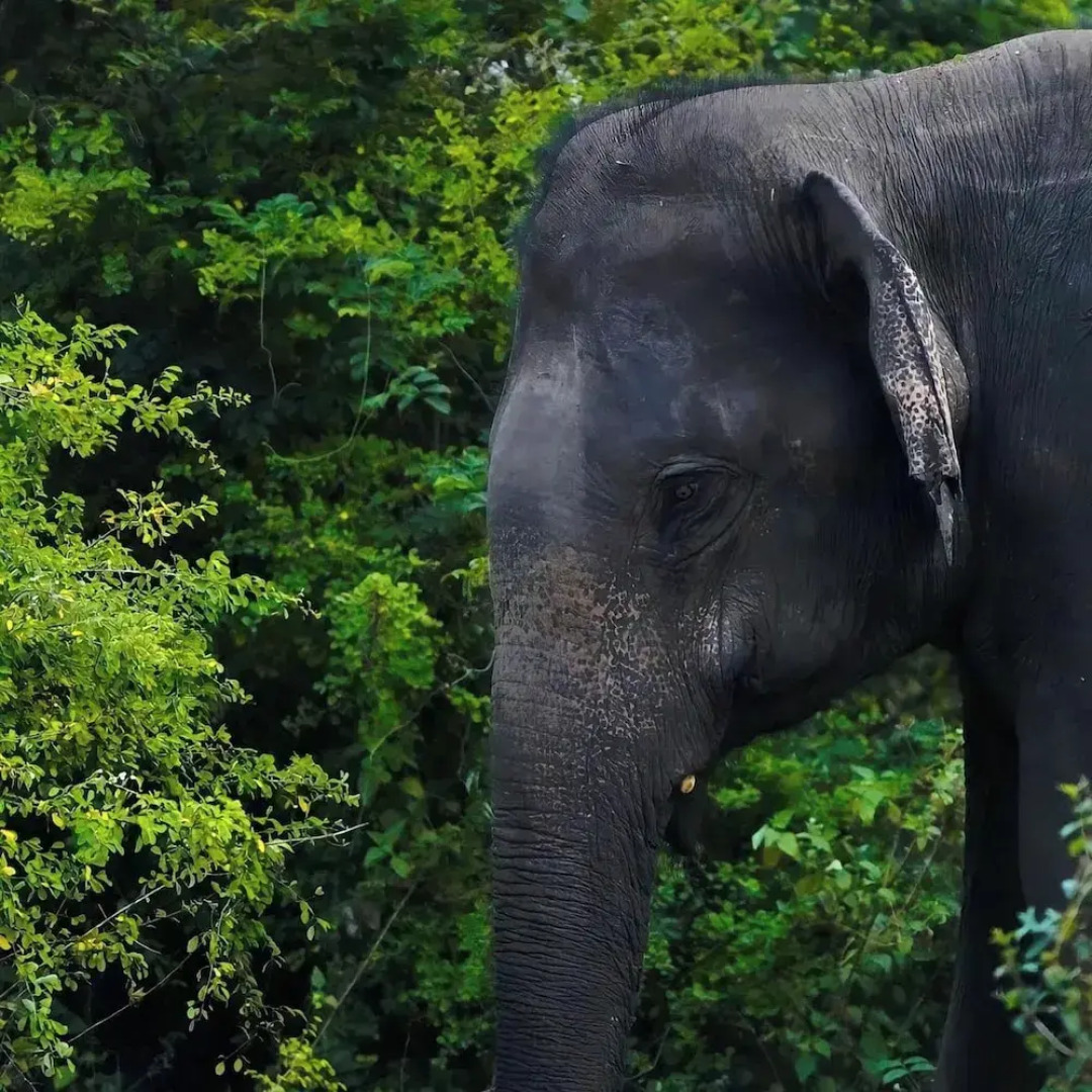 Sinharaja Serenity Retreat