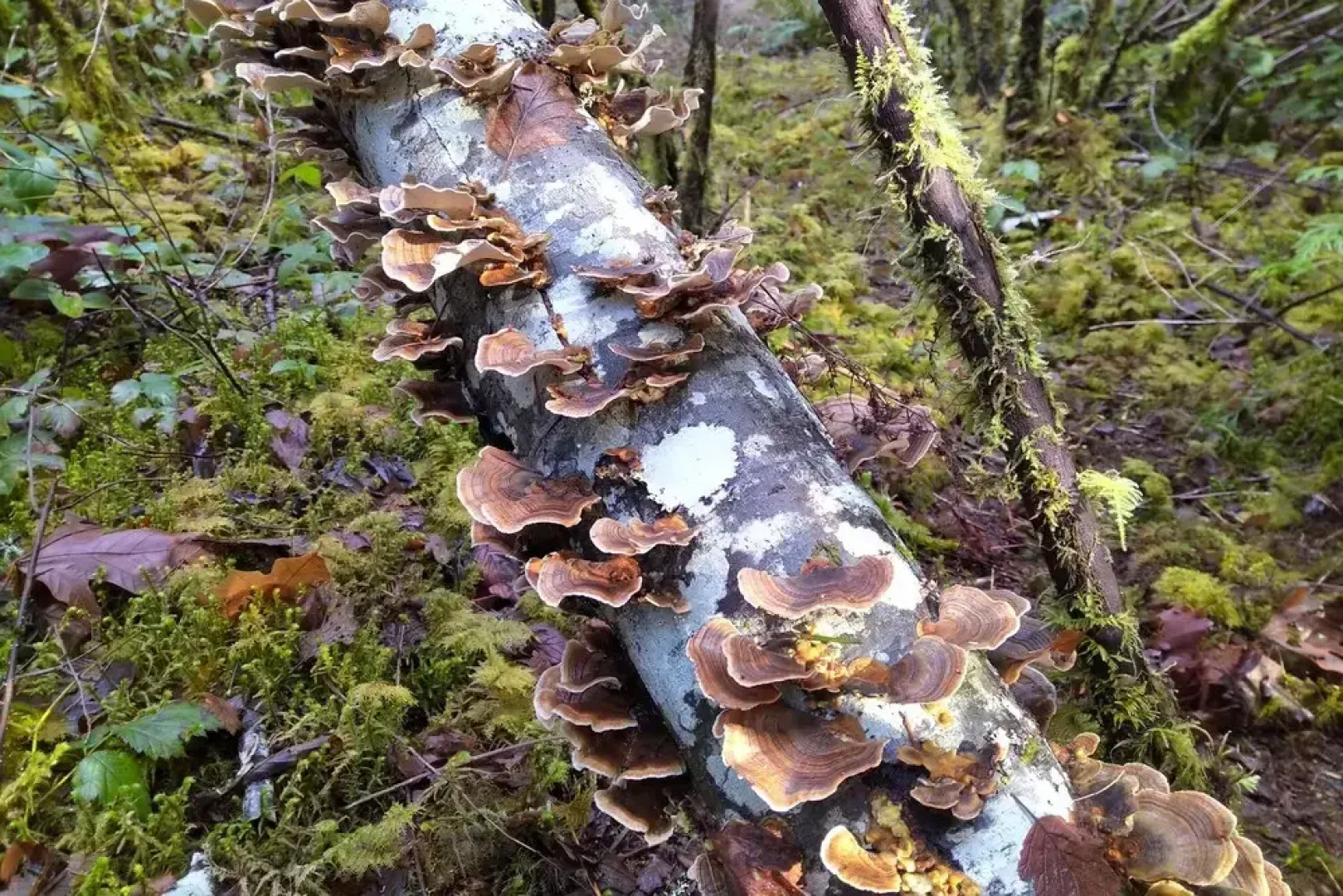 The Cabin at Moon Dance