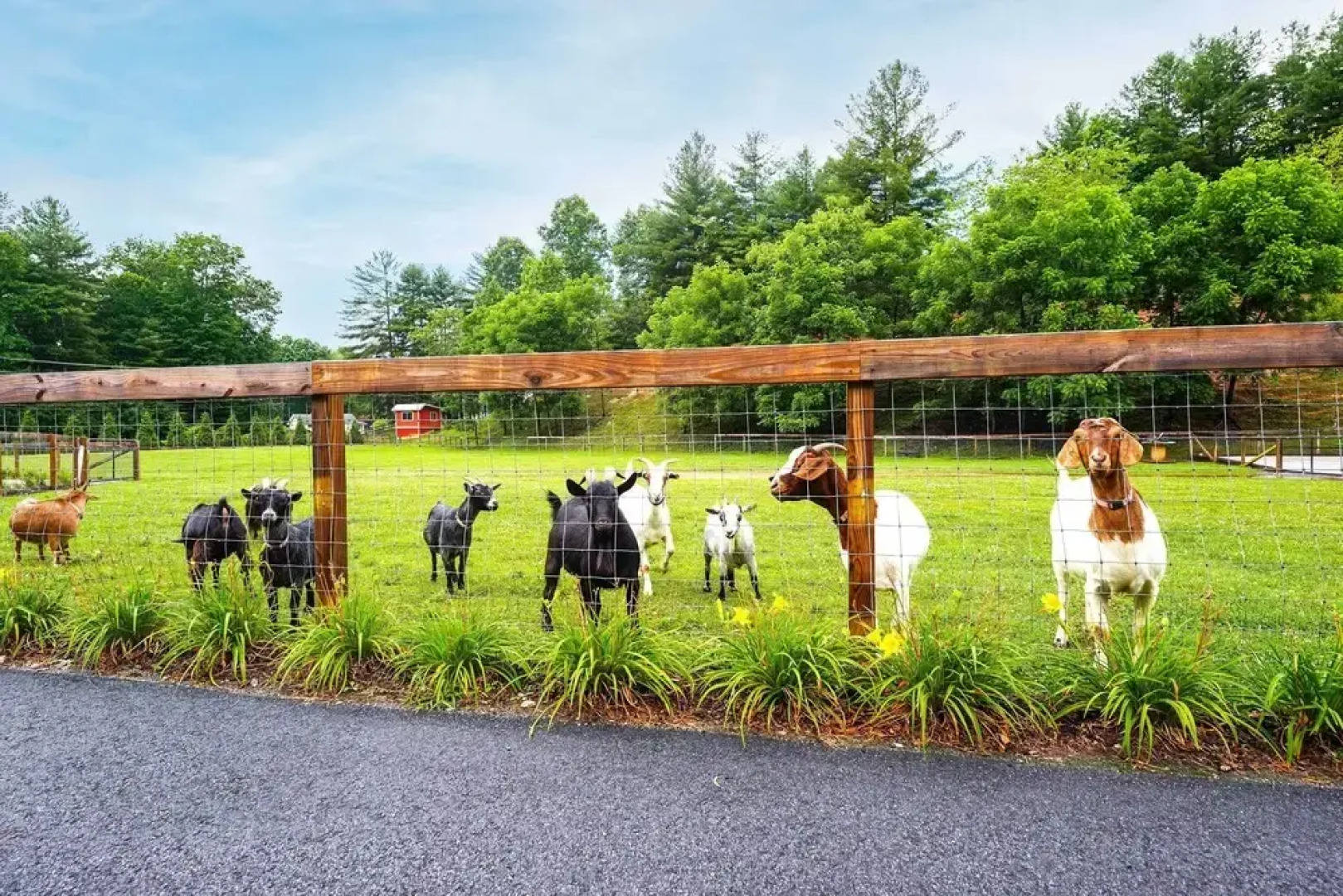 Pisgah Forest Farm Home: Outdoor Pool & Games