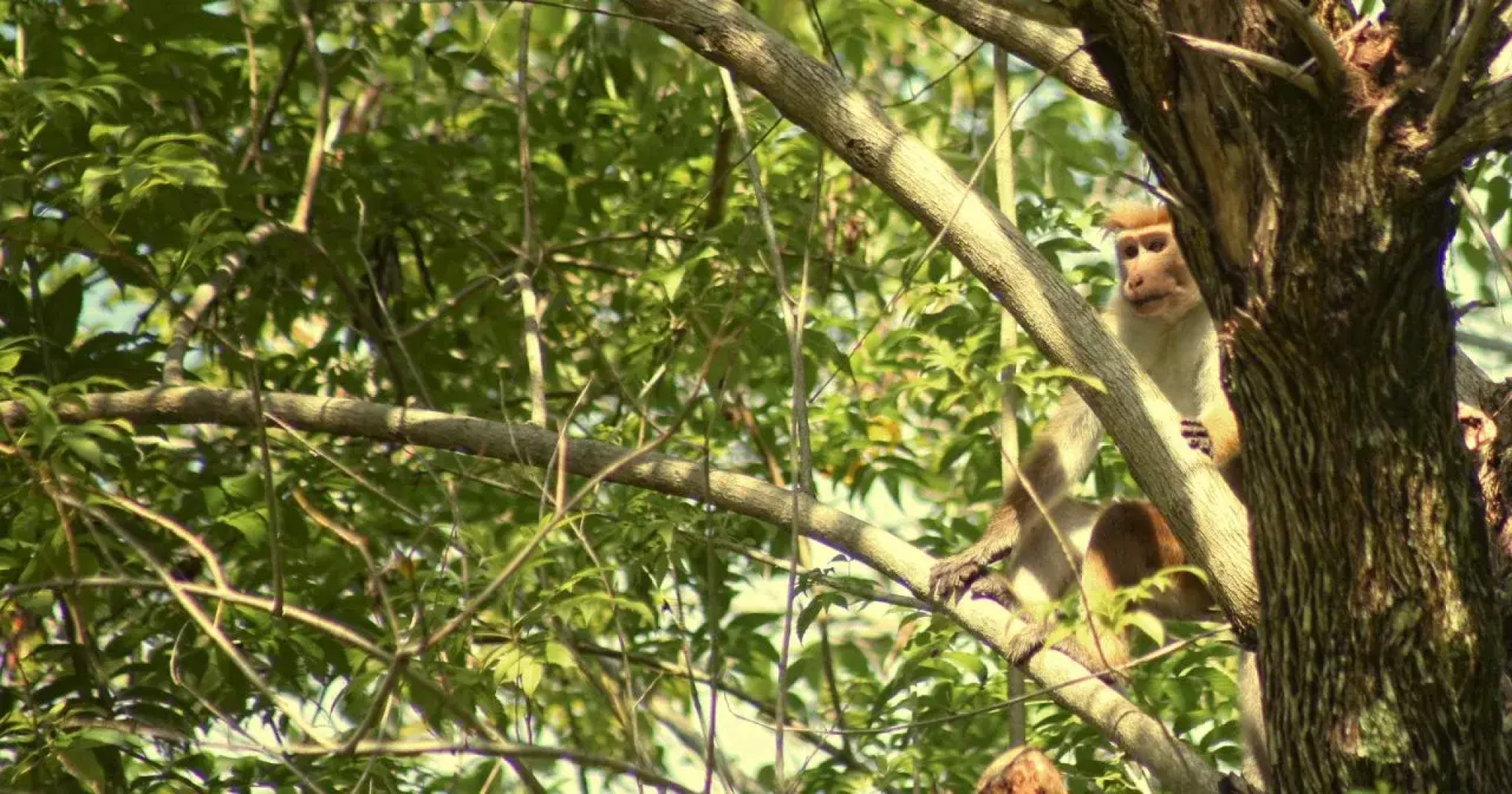 Eco Cottage - Beragala