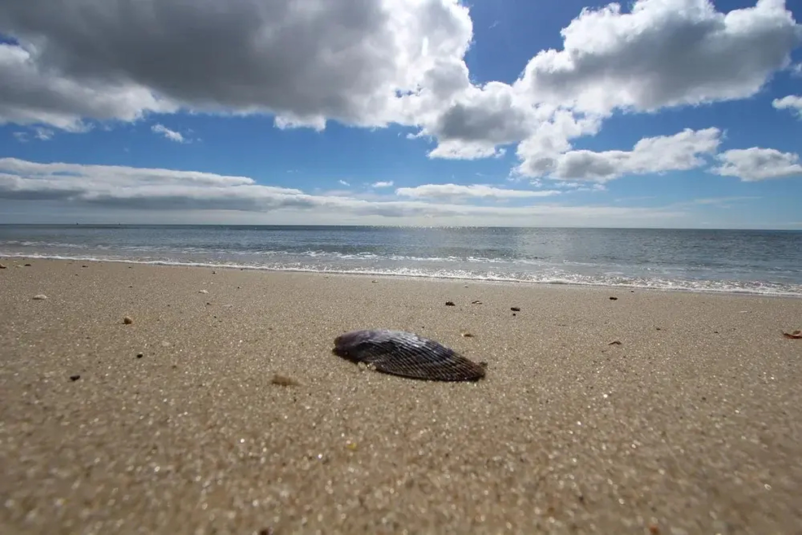 Edgewater Beach Resort, a VRI resort