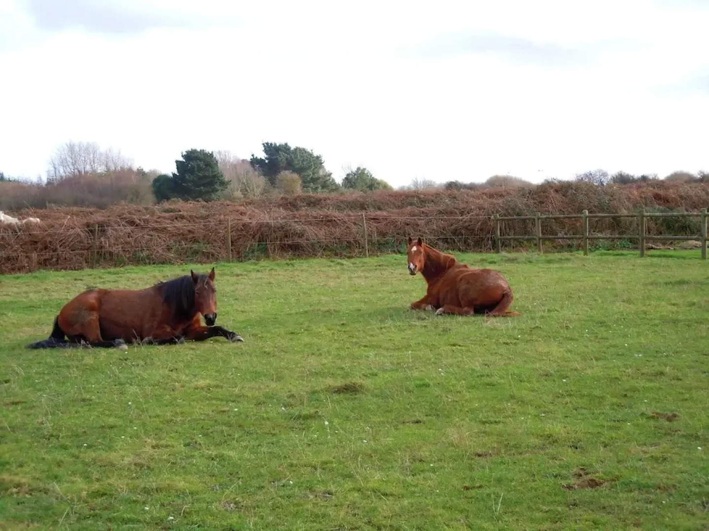 House With 2 Bedrooms in Trédrez-locquémeau, With Furnished Garden and