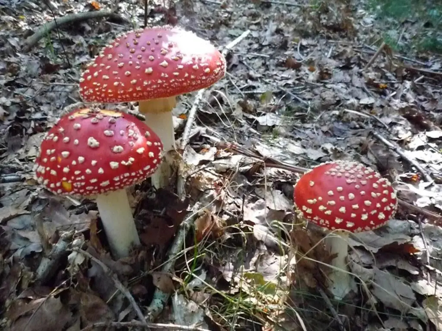 Gîte la Semois à Mouzaive