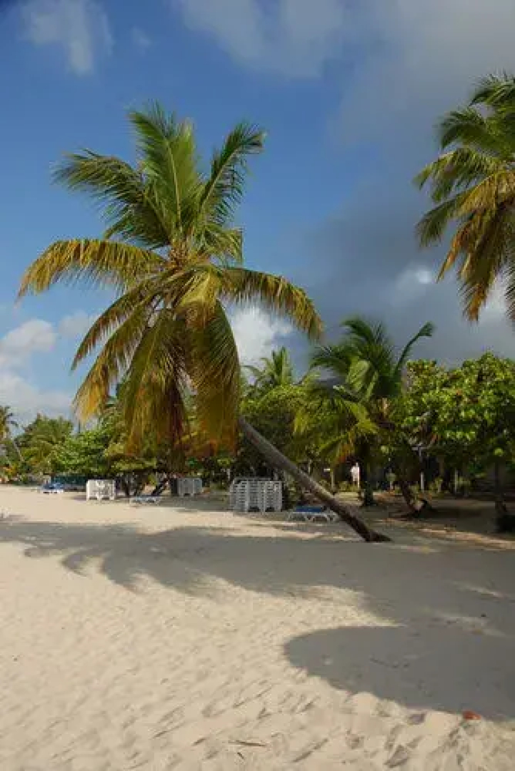 Island Beach Comber