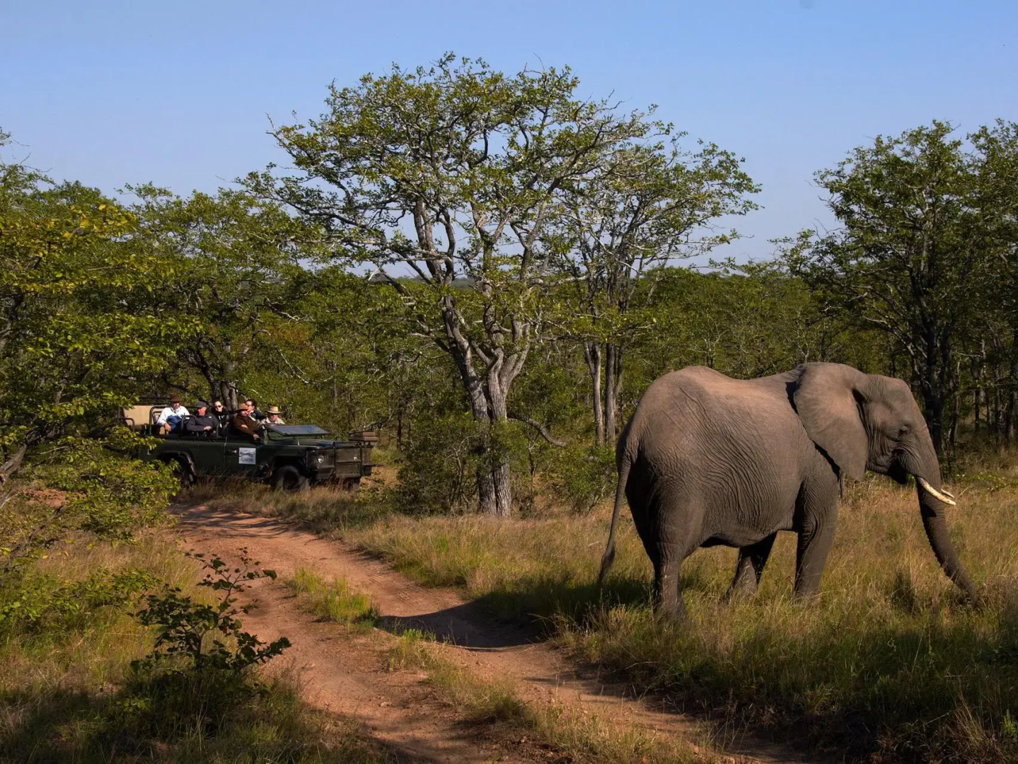 Shindzela Tented Safari Camp
