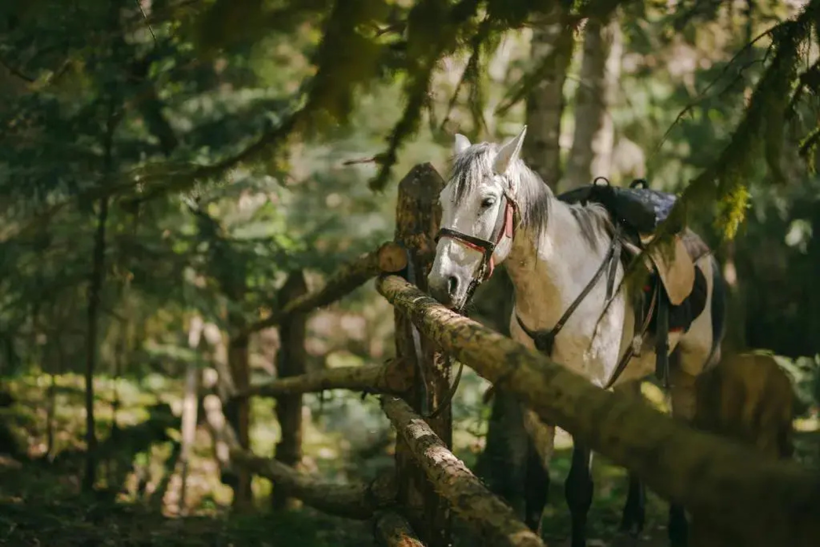 Hotel Likani Vip Hall