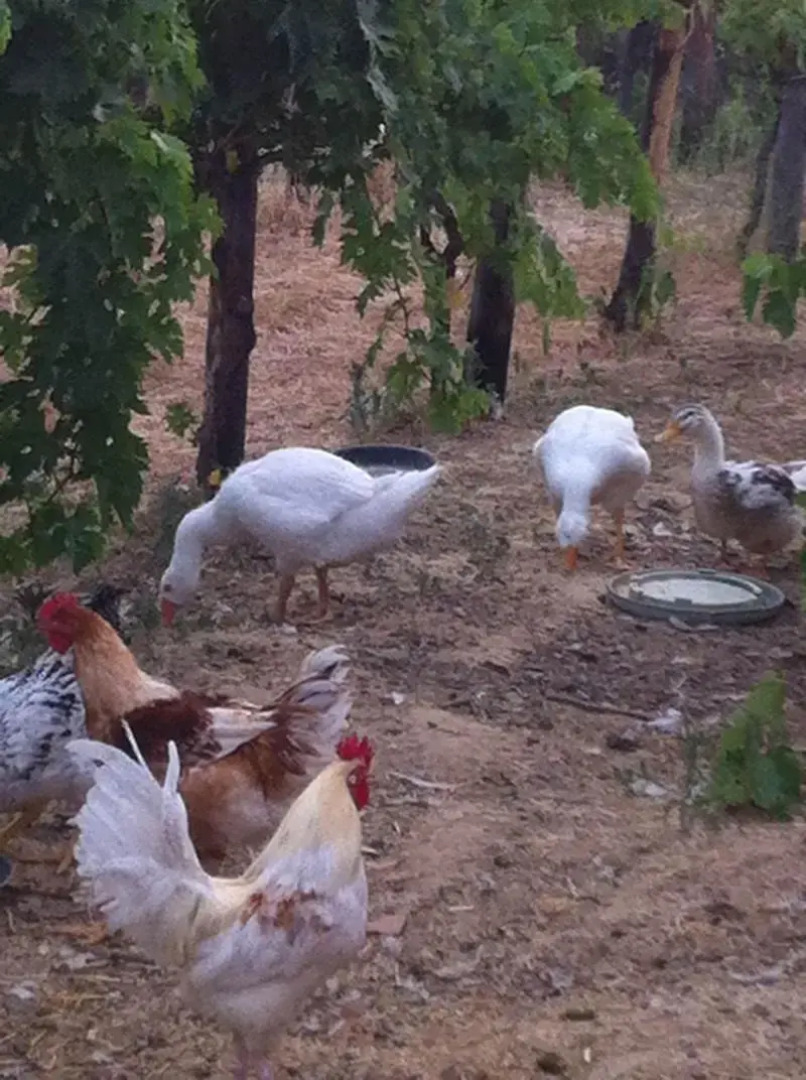 Agriturismo Torre Cocciani