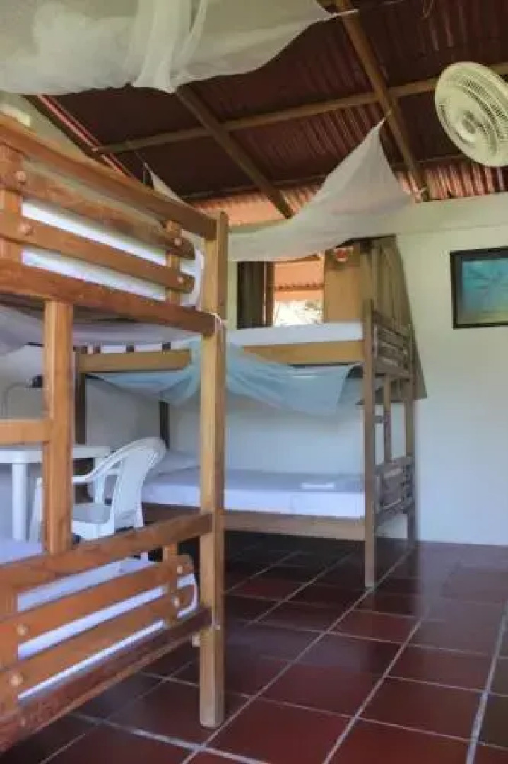 Jaguar Azul Palomino