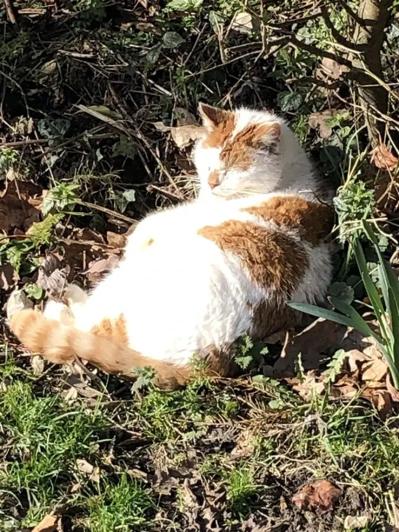 The Peacock Shepherds Hut at Hafoty Boeth