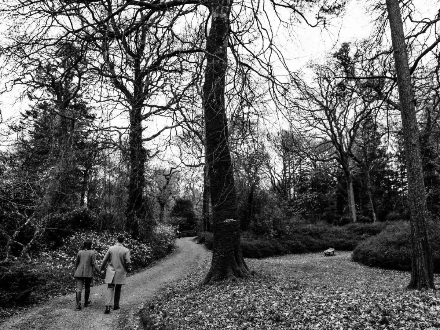 The Forest at Mount Congreve Gardens
