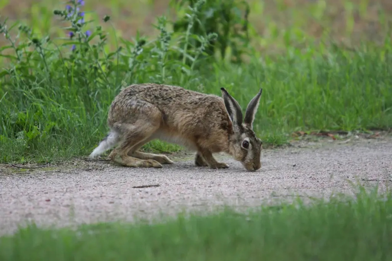 Semi-detached house Seestern, Lohmen