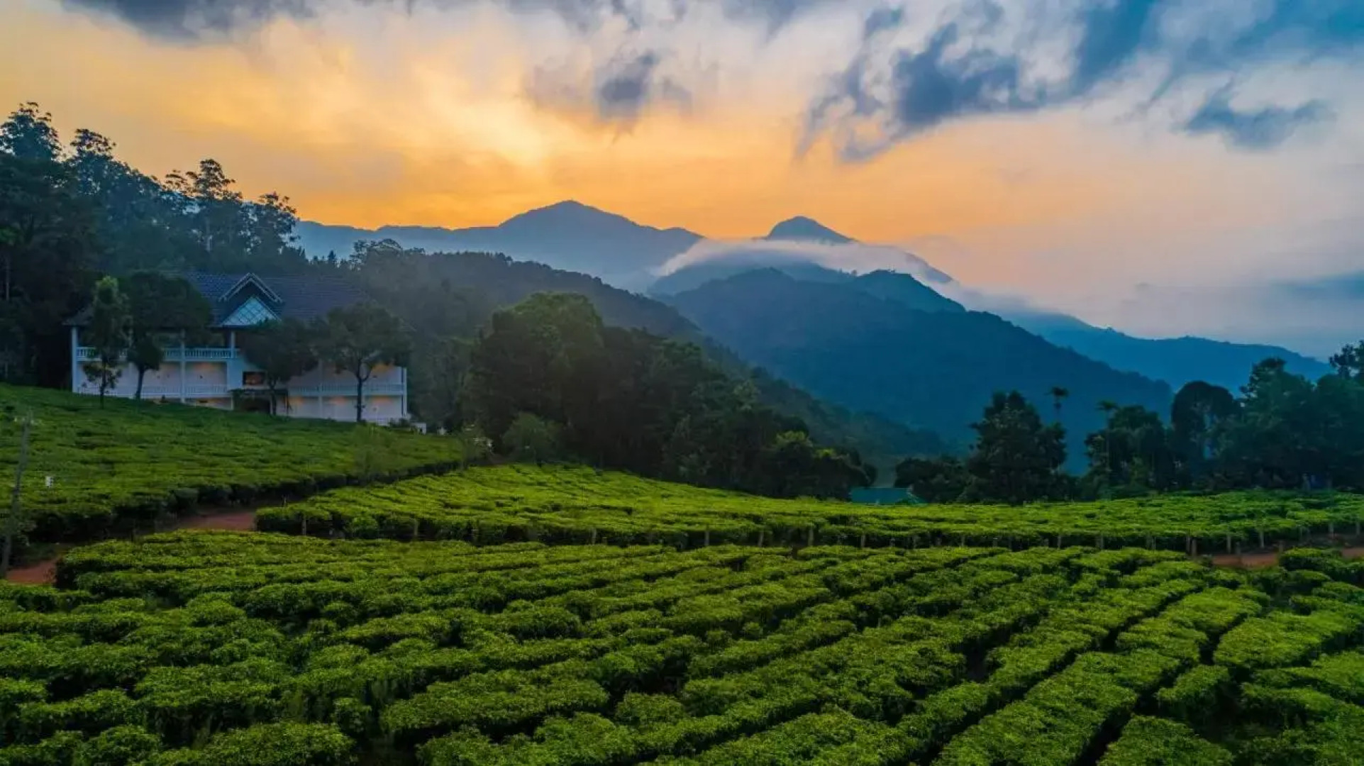 Tea Harvester Munnar
