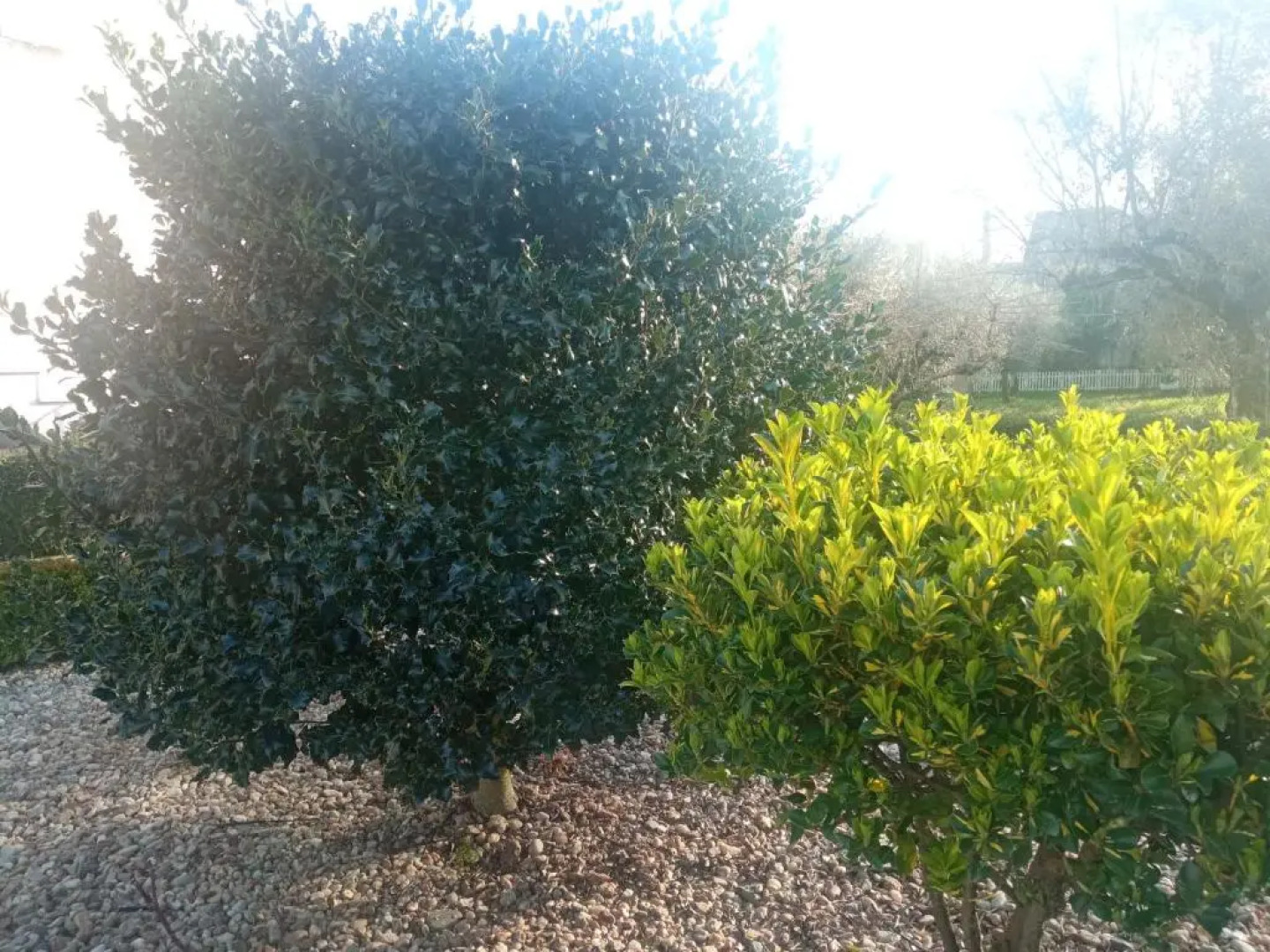 Azevinho Guest House