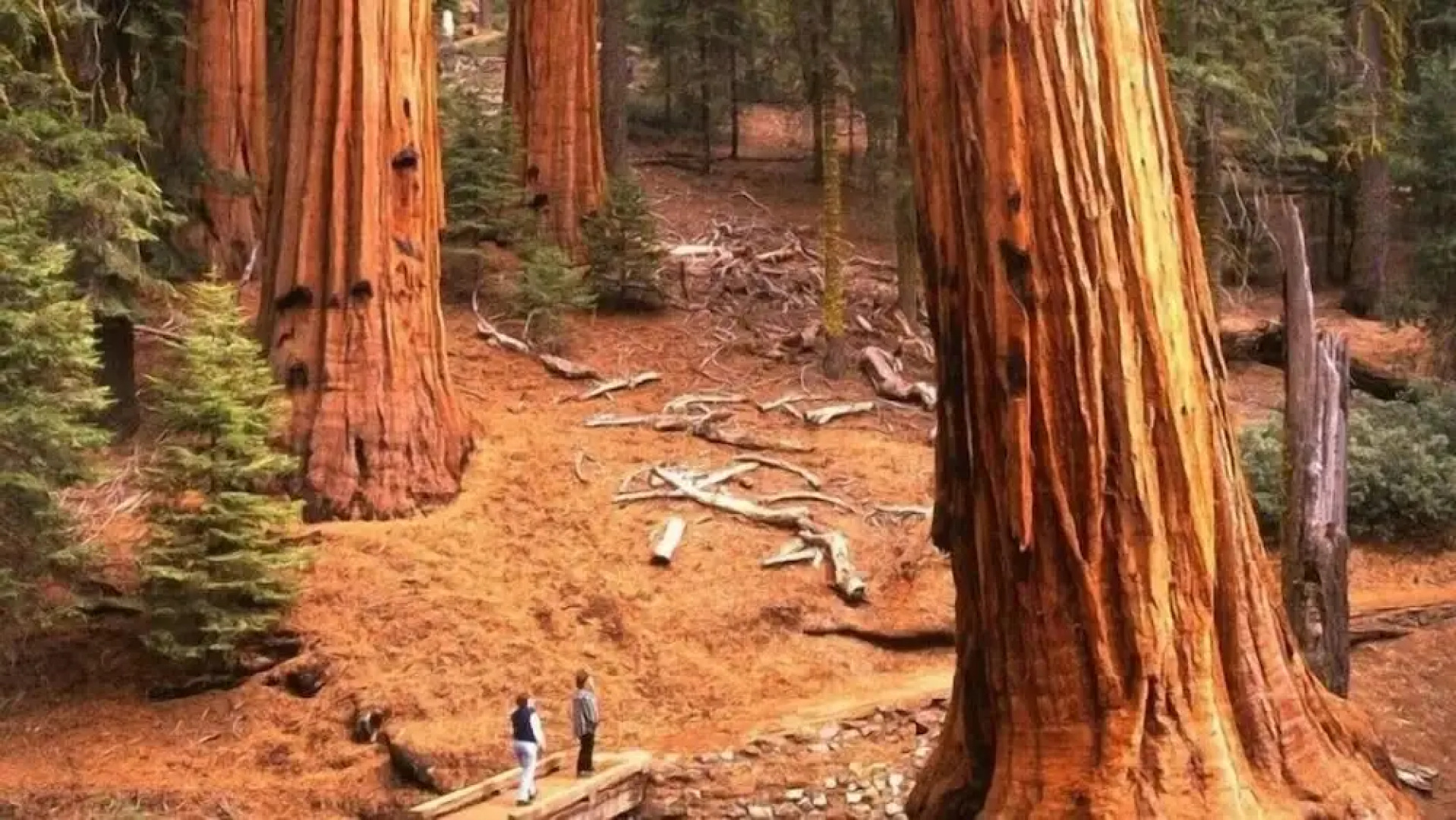 Scenic Wonders Fisherman's Oasis 3 Bd